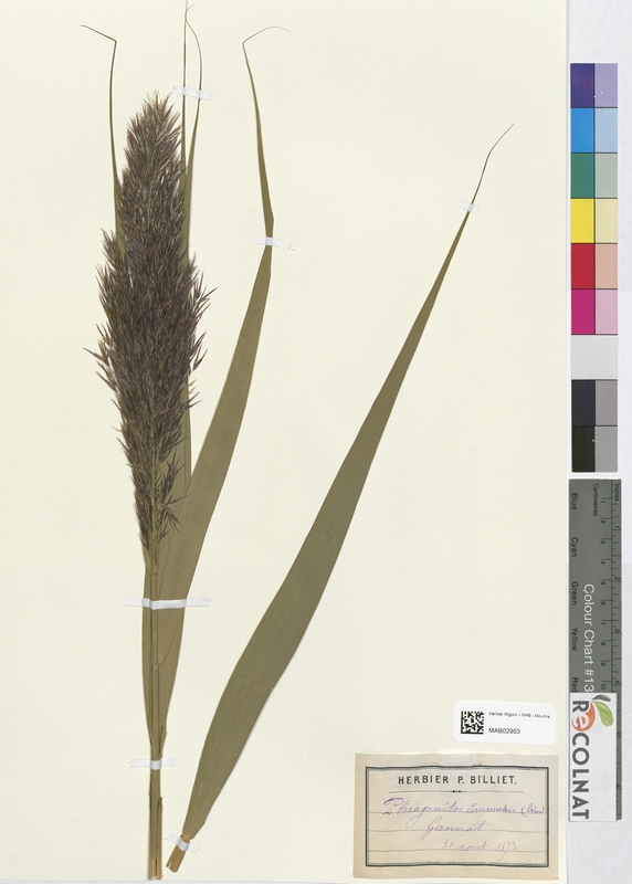 Phragmites communis (Poaceae)