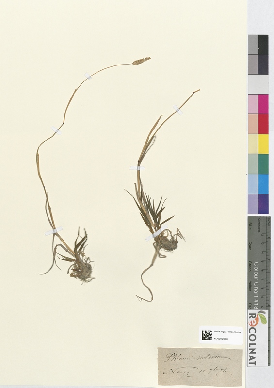 Phleum nodosum (Poaceae)