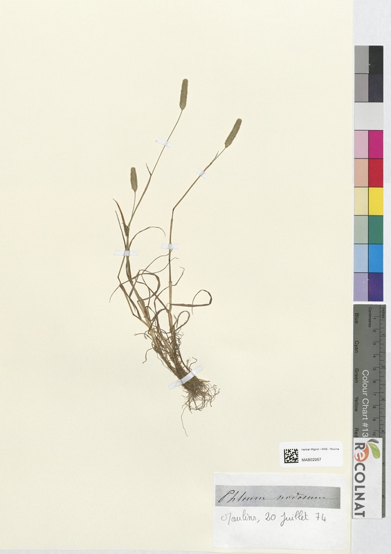 Phleum nodosum (Poaceae)