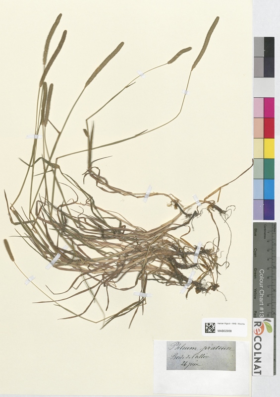 Phleum prateuse (Poaceae)