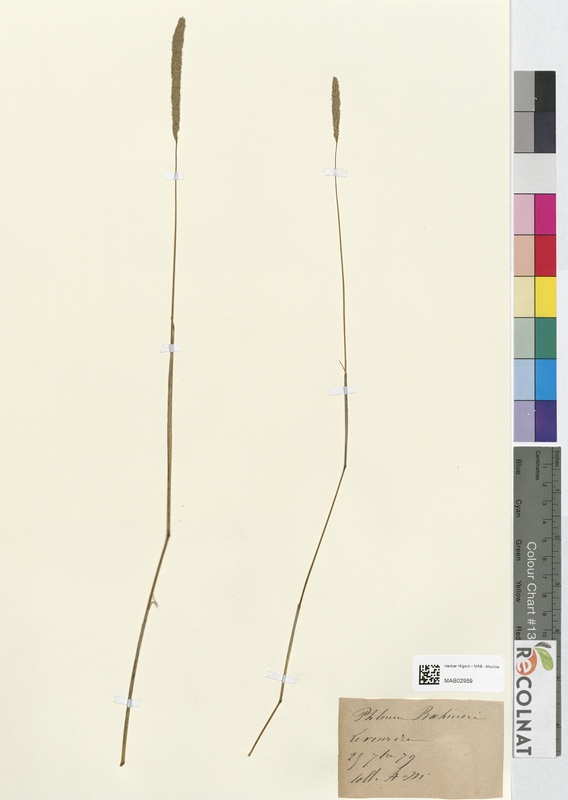 Phleum bahmeri (Poaceae)