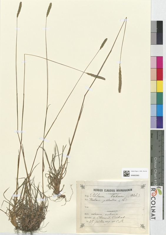 Phleum bahmeri (Poaceae)