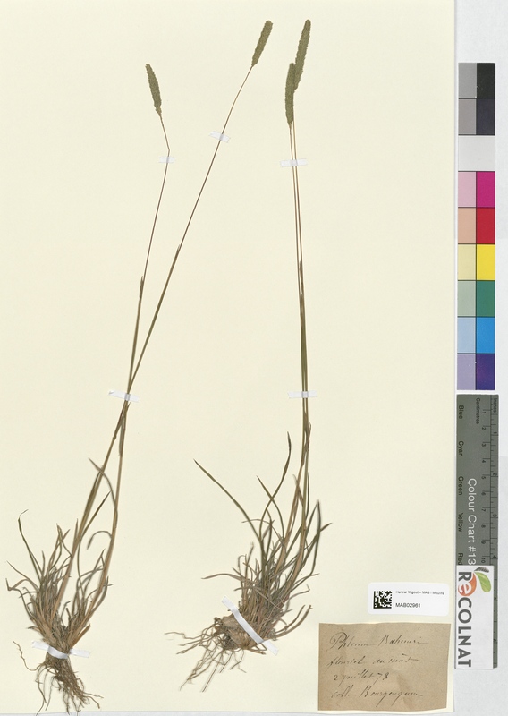 Phleum bahmeri (Poaceae)