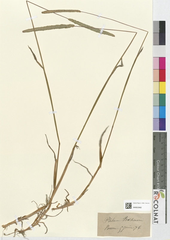 Phleum bahmeri (Poaceae)