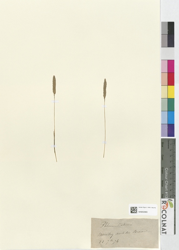 Phleum bahmeri (Poaceae)