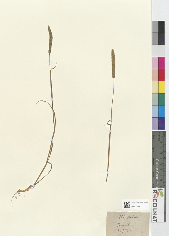 Phleum bahmeri (Poaceae)