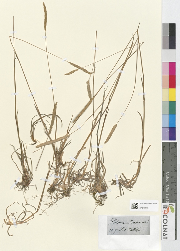 Phleum bahmeri (Poaceae)