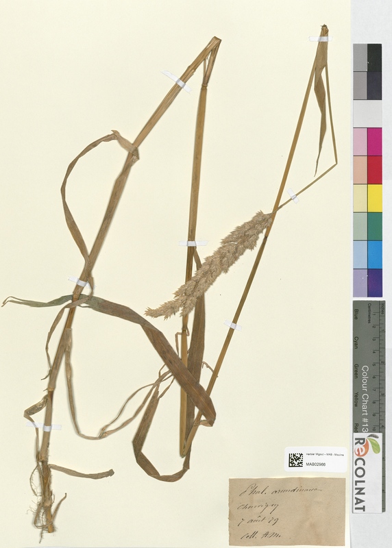 Phalaris arundinacea (Poaceae)