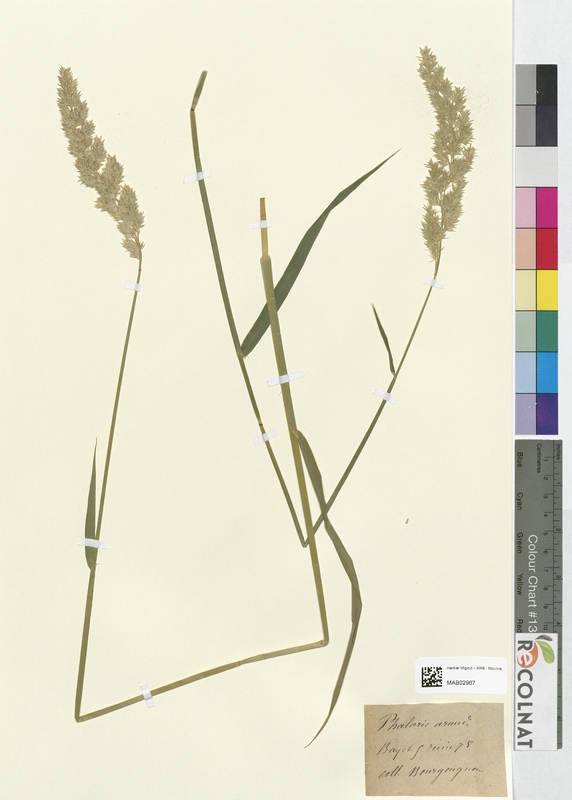 Phalaris arundinacea (Poaceae)