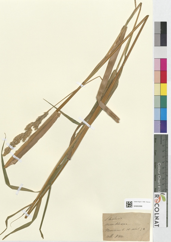 Phalaris arundinacea (Poaceae)