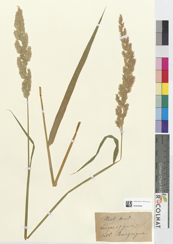 Phalaris arundinacea (Poaceae)