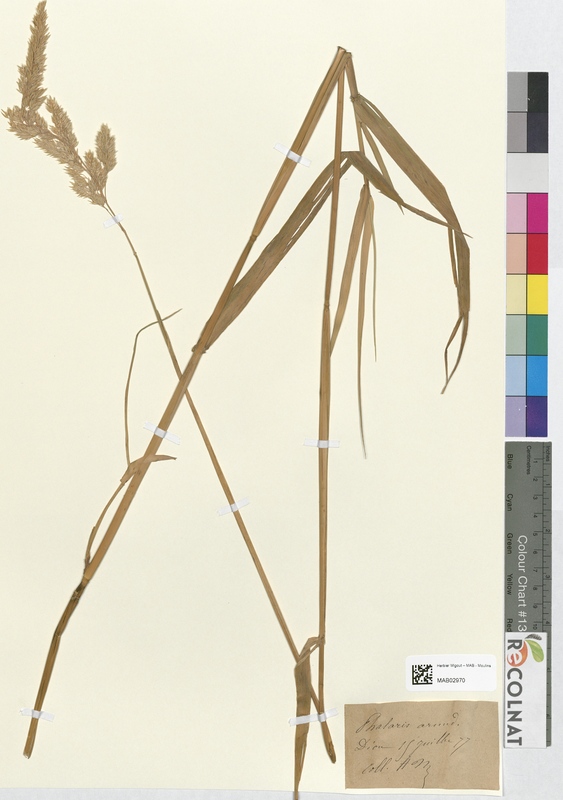 Phalaris arundinacea (Poaceae)