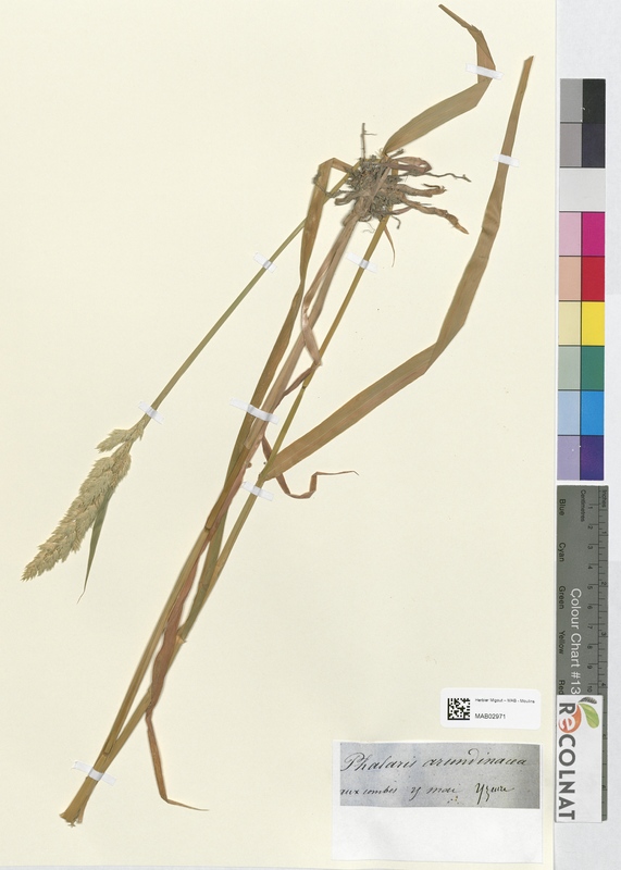 Phalaris arundinacea (Poaceae)
