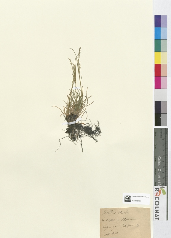 Nardus stricta (Poaceae)