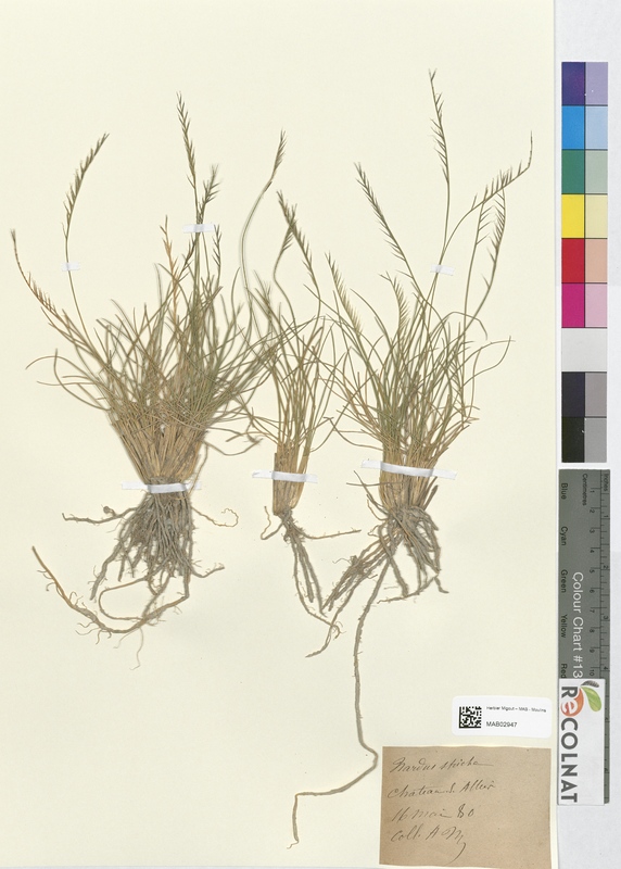 Nardus stricta (Poaceae)