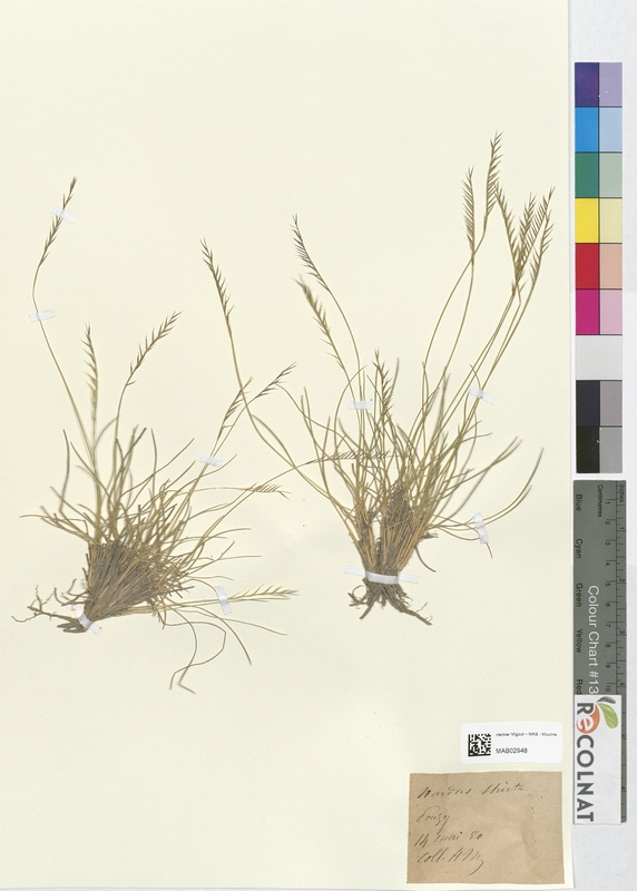Nardus stricta (Poaceae)