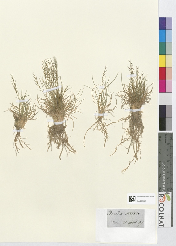 Nardus stricta (Poaceae)