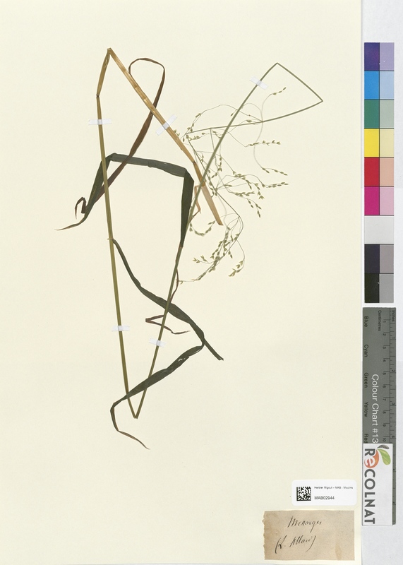 Milium effusum (Poaceae)