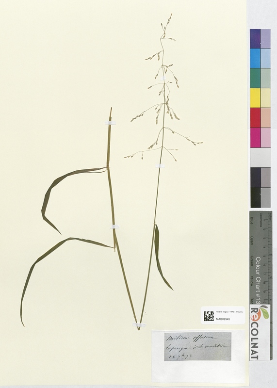 Milium effusum (Poaceae)