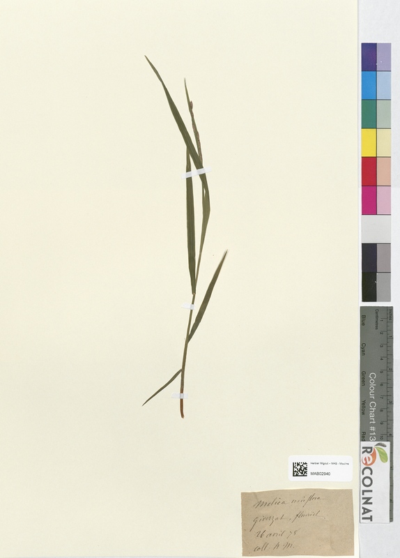Melica uniflora (Poaceae)