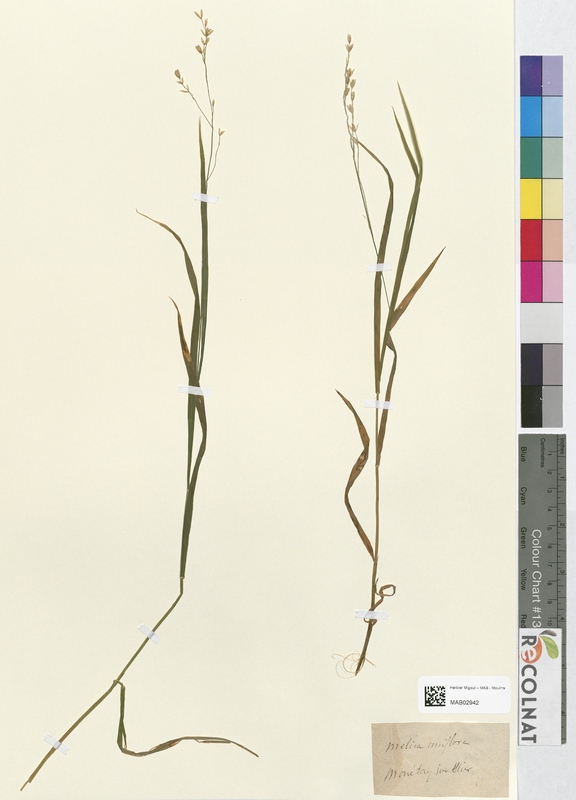 Melica uniflora (Poaceae)