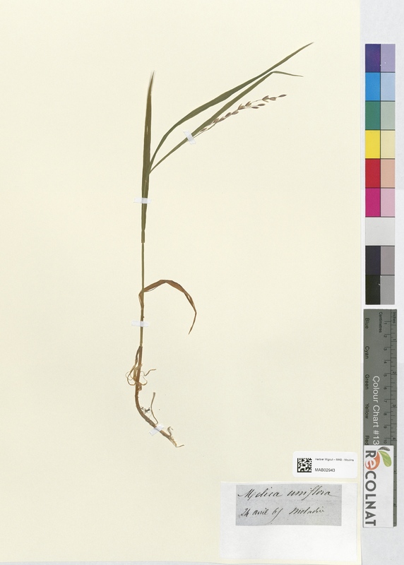 Melica uniflora (Poaceae)