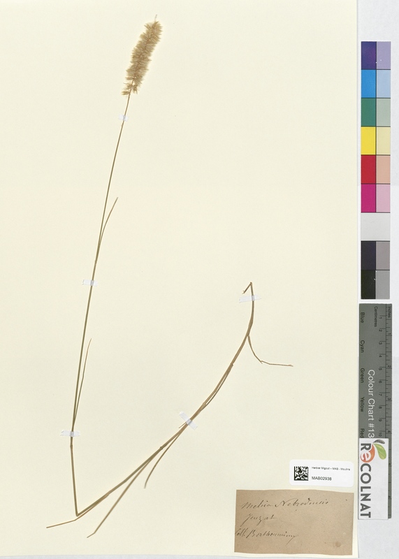 Melica nebrodensis (Poaceae)