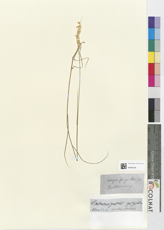 Melica nebrodensis (Poaceae)