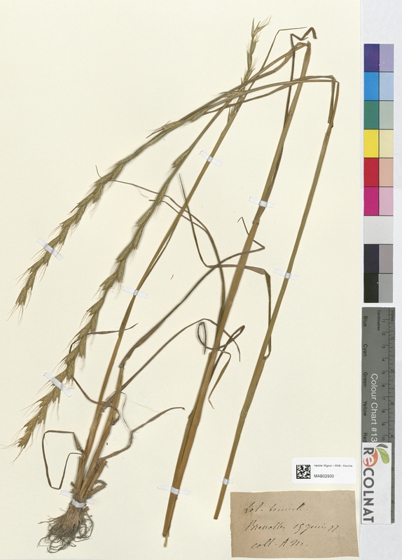 Lolium temulentum (Poaceae)