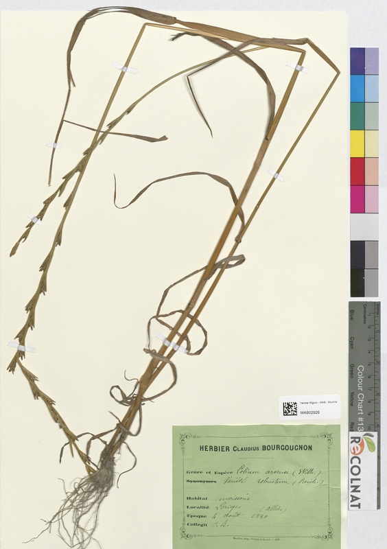 Lolium arveuse (Poaceae)