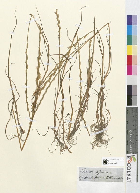 Lolium rigidum (Poaceae)