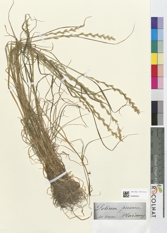Lolium perenne (Poaceae)