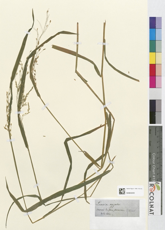 Leersia aryzoides (Poaceae)