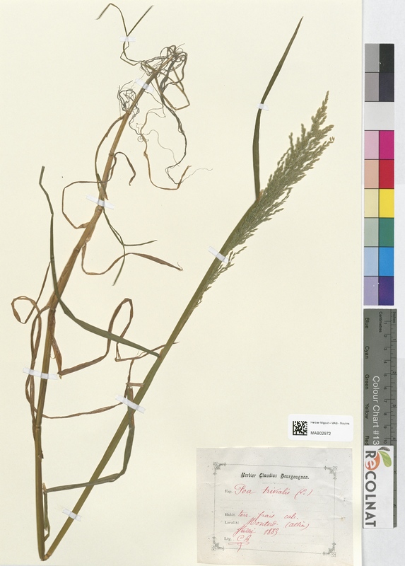 Poa trivialis (Poaceae)