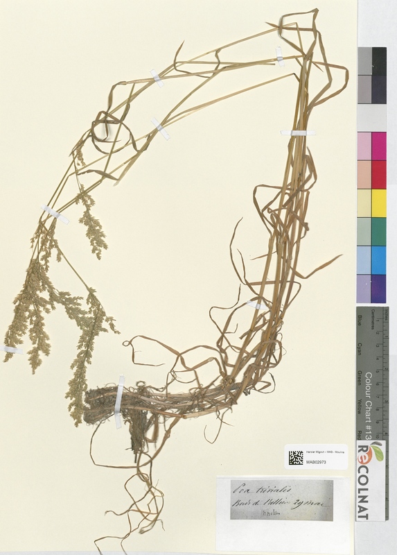 Poa trivialis (Poaceae)