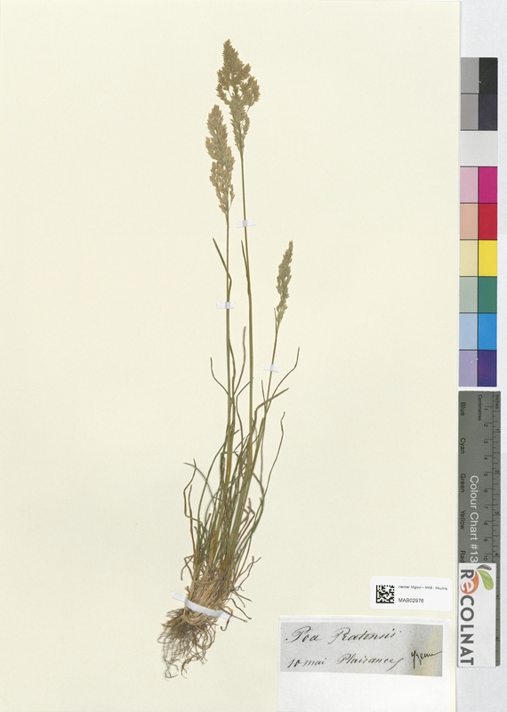 Poa pratensis (Poaceae)