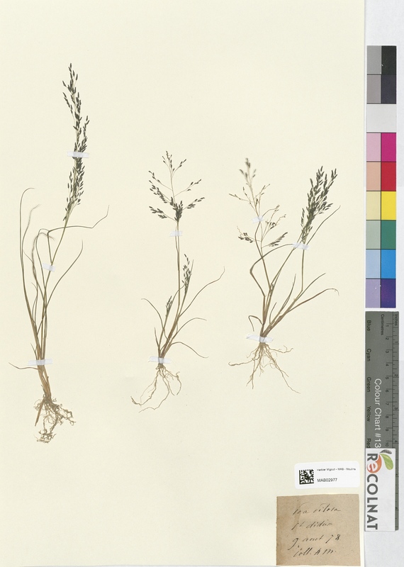 Poa pilosa (Poaceae)