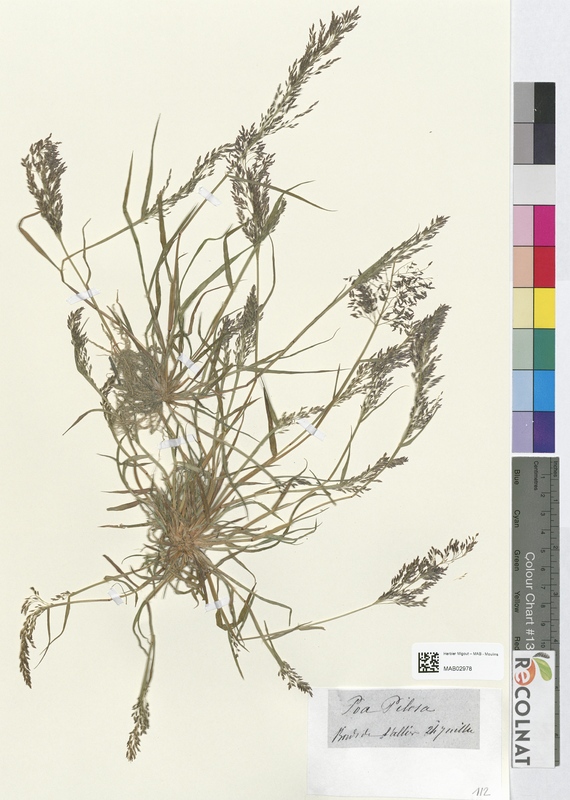 Poa pilosa (Poaceae)