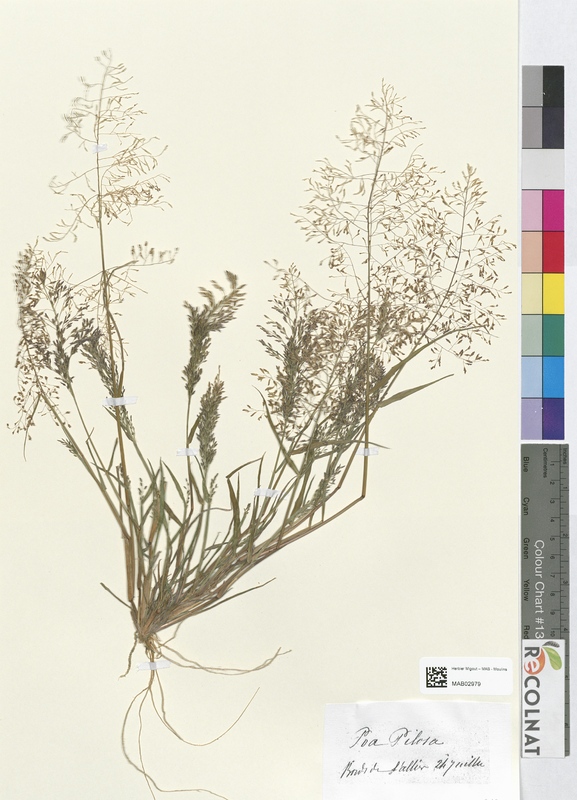 Poa pilosa (Poaceae)