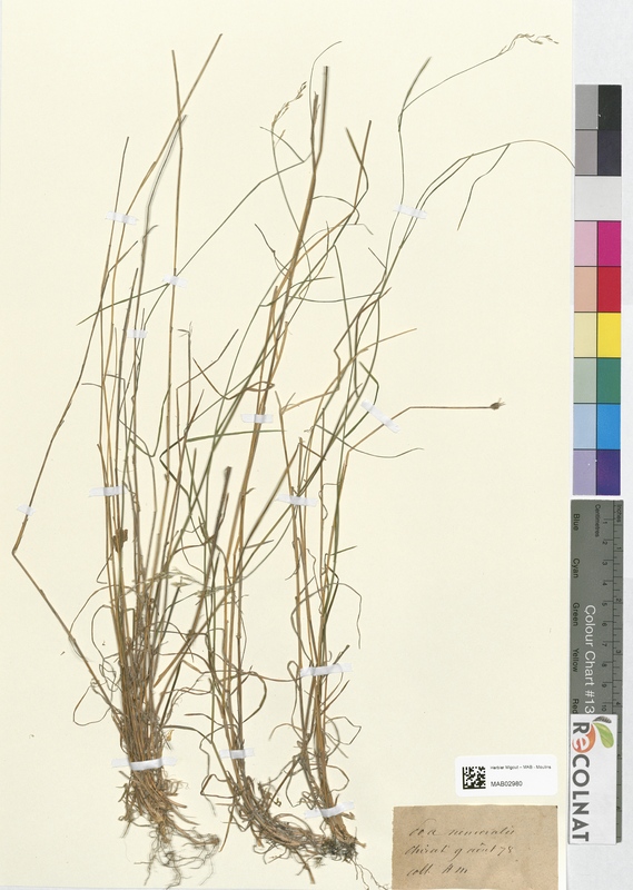 Poa nemoralis (Poaceae)