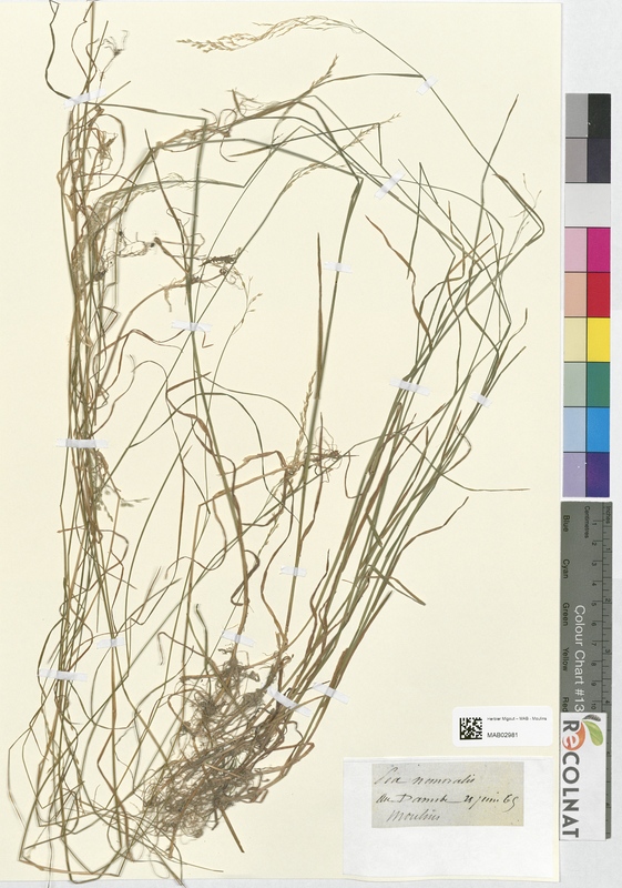 Poa nemoralis (Poaceae)