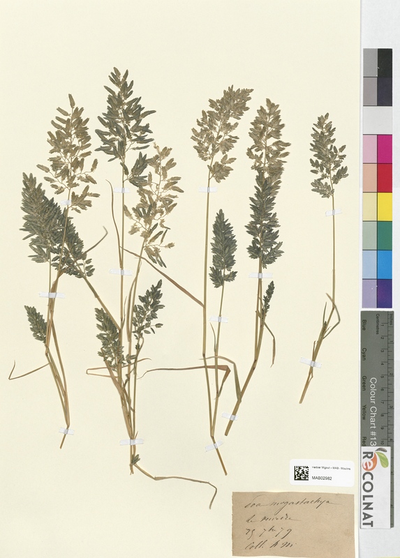 Poa megastachya (Poaceae)