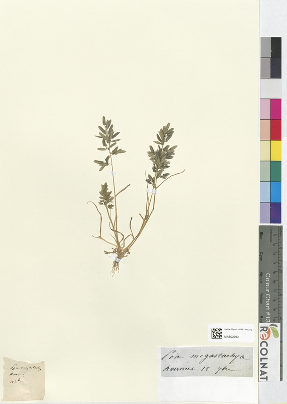 Poa megastachya (Poaceae)