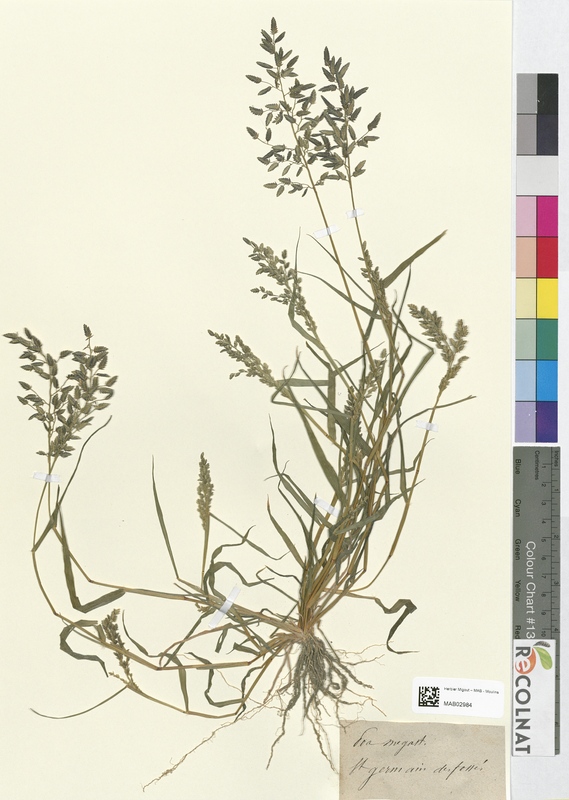 Poa megastachya (Poaceae)