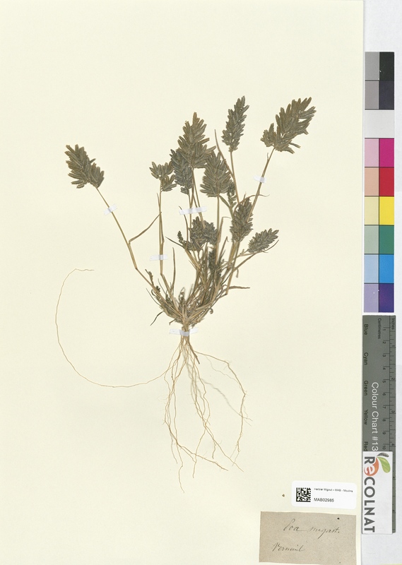 Poa megastachya (Poaceae)