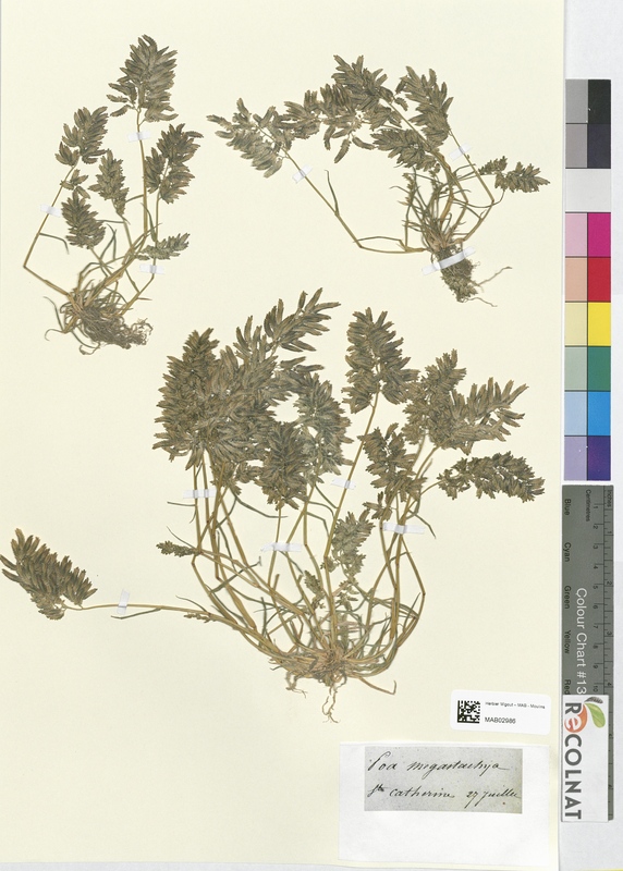 Poa megastachya (Poaceae)