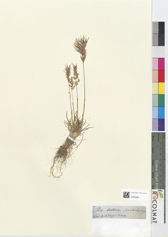 Poa bulbosa (Poaceae)