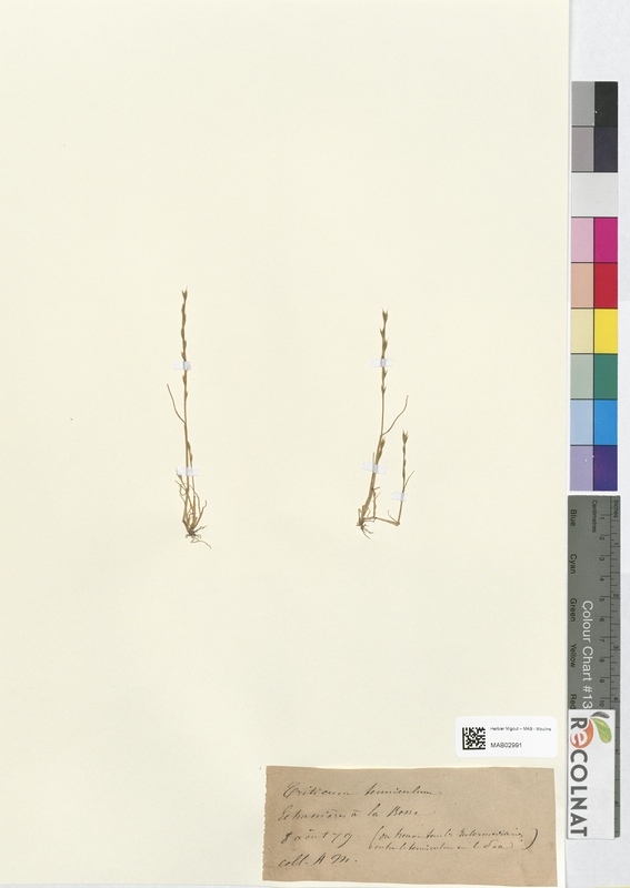 Triticum tenniculum (Poaceae)