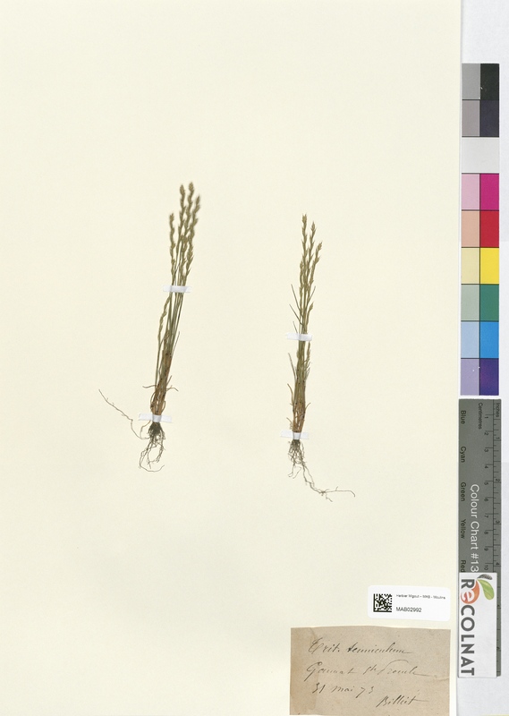 Triticum tenniculum (Poaceae)
