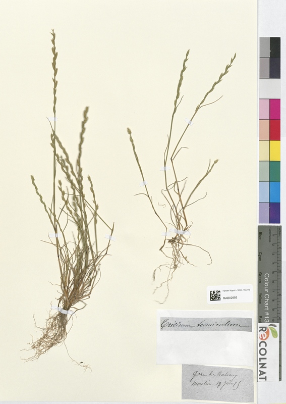 Triticum tenniculum (Poaceae)